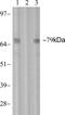 Protein Kinase C Theta antibody, 700043, Invitrogen Antibodies, Western Blot image 