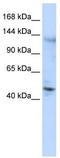 Zinc Finger Protein 197 antibody, TA343653, Origene, Western Blot image 