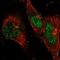 Basic Leucine Zipper Nuclear Factor 1 antibody, HPA067113, Atlas Antibodies, Immunofluorescence image 