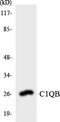 Complement C1q B Chain antibody, LS-C200192, Lifespan Biosciences, Western Blot image 