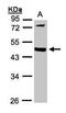 Matrix Metallopeptidase 12 antibody, GTX100704, GeneTex, Western Blot image 