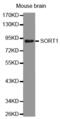 Sortilin 1 antibody, MBS128720, MyBioSource, Western Blot image 