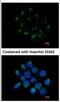 Carnosine Dipeptidase 2 antibody, NBP2-15926, Novus Biologicals, Immunocytochemistry image 