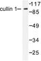 Cullin 1 antibody, LS-C175981, Lifespan Biosciences, Western Blot image 