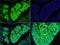 Microtubule Associated Protein 1B antibody, orb2882, Biorbyt, Immunohistochemistry paraffin image 