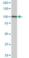 Tripartite Motif Containing 28 antibody, LS-B5440, Lifespan Biosciences, Western Blot image 