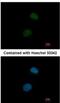 Suppressor Of Variegation 3-9 Homolog 1 antibody, NBP2-17086, Novus Biologicals, Immunocytochemistry image 