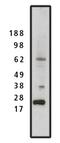 SET Nuclear Proto-Oncogene antibody, orb109177, Biorbyt, Western Blot image 