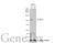 POU Class 2 Homeobox 1 antibody, GTX105202, GeneTex, Western Blot image 