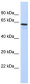 T-Box 3 antibody, TA343574, Origene, Western Blot image 