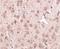 Nipsnap Homolog 3A antibody, NBP1-76968, Novus Biologicals, Immunohistochemistry frozen image 