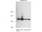 Karyopherin Subunit Alpha 2 antibody, LS-C82304, Lifespan Biosciences, Western Blot image 