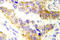 TSC Complex Subunit 2 antibody, AP21005PU-N, Origene, Immunohistochemistry frozen image 