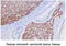 Chromogranin A antibody, MBS200121, MyBioSource, Immunohistochemistry paraffin image 