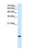 BRICK1 Subunit Of SCAR/WAVE Actin Nucleating Complex antibody, orb325660, Biorbyt, Western Blot image 