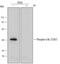 CRK Like Proto-Oncogene, Adaptor Protein antibody, MAB6910, R&D Systems, Western Blot image 