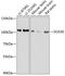 SRY-Box 30 antibody, GTX64509, GeneTex, Western Blot image 