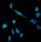 ATP Binding Cassette Subfamily B Member 1 antibody, A00049-1, Boster Biological Technology, Immunofluorescence image 