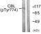 Cbl Proto-Oncogene antibody, PA5-38265, Invitrogen Antibodies, Western Blot image 