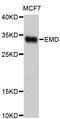 Emerin antibody, abx126893, Abbexa, Western Blot image 