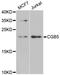 Choriogonadotropin subunit beta antibody, A6486, ABclonal Technology, Western Blot image 