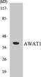 Acyl-CoA Wax Alcohol Acyltransferase 1 antibody, LS-C200168, Lifespan Biosciences, Western Blot image 