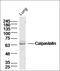 Death Effector Domain Containing antibody, orb100400, Biorbyt, Western Blot image 