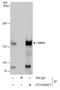 Desmoglein 3 antibody, GTX129931, GeneTex, Immunoprecipitation image 