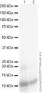 Apolipoprotein C3 antibody, ab21032, Abcam, Western Blot image 