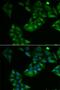 Thioredoxin 2 antibody, PA5-77048, Invitrogen Antibodies, Immunofluorescence image 