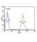 CMP-N-acetylneuraminate-poly-alpha-2,8-sialyltransferase antibody, abx034506, Abbexa, Western Blot image 