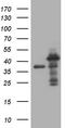 Mediator Complex Subunit 27 antibody, TA809347, Origene, Western Blot image 