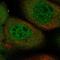 TGF-Beta Activated Kinase 1 (MAP3K7) Binding Protein 3 antibody, NBP1-81262, Novus Biologicals, Immunocytochemistry image 