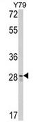 CUE Domain Containing 2 antibody, AP17264PU-N, Origene, Western Blot image 