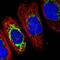 Transmembrane And Coiled-Coil Domains 6 antibody, PA5-57962, Invitrogen Antibodies, Immunofluorescence image 