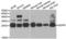 Quinoid Dihydropteridine Reductase antibody, LS-C334249, Lifespan Biosciences, Western Blot image 