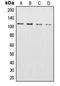 Chromosome Segregation 1 Like antibody, LS-C352042, Lifespan Biosciences, Western Blot image 