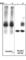 Paxillin antibody, PP1051, ECM Biosciences, Western Blot image 