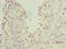 Hook Microtubule Tethering Protein 1 antibody, LS-C398260, Lifespan Biosciences, Immunohistochemistry paraffin image 