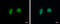 ADP-Ribosylhydrolase Like 1 antibody, GTX120706, GeneTex, Immunofluorescence image 