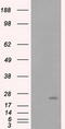 Rho GDP Dissociation Inhibitor Alpha antibody, M03135-1, Boster Biological Technology, Western Blot image 