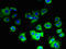 Cytochrome C Oxidase Subunit 5B antibody, LS-C212137, Lifespan Biosciences, Immunofluorescence image 