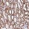 Coenzyme Q9 antibody, PA5-59352, Invitrogen Antibodies, Immunohistochemistry paraffin image 