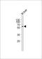 Activin A Receptor Type 2A antibody, MBS9213471, MyBioSource, Western Blot image 