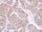 Prosaposin antibody, PA5-21340, Invitrogen Antibodies, Immunohistochemistry frozen image 