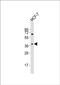 Olfactory Receptor Family 11 Subfamily H Member 4 antibody, PA5-72250, Invitrogen Antibodies, Western Blot image 