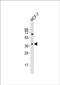 Olfactory Receptor Family 11 Subfamily H Member 4 antibody, PA5-72250, Invitrogen Antibodies, Western Blot image 