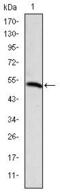 Podocalyxin Like antibody, MA5-15846, Invitrogen Antibodies, Western Blot image 