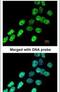 Heterogeneous Nuclear Ribonucleoprotein F antibody, PA5-22341, Invitrogen Antibodies, Immunofluorescence image 