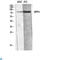 Dipeptidyl Peptidase 4 antibody, LS-C813366, Lifespan Biosciences, Immunohistochemistry paraffin image 